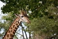 CalgaryZoo024