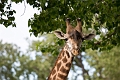 CalgaryZoo025
