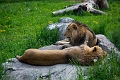 CalgaryZoo026