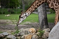 CalgaryZoo029