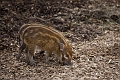 CalgaryZoo030