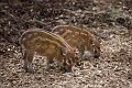 CalgaryZoo031