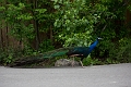 CalgaryZoo034