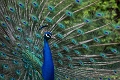 CalgaryZoo035