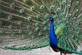 CalgaryZoo037