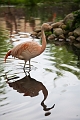 CalgaryZoo038