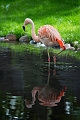 CalgaryZoo041