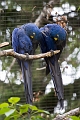 CalgaryZoo046