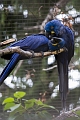 CalgaryZoo047