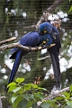 CalgaryZoo048