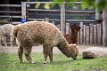 CalgaryZoo050