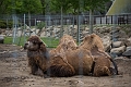 CalgaryZoo053