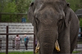 CalgaryZoo056