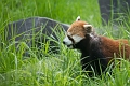 CalgaryZoo057
