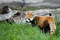 CalgaryZoo059