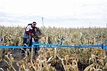 CobbsCornMaze015
