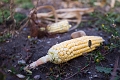 CobbsCornMaze018