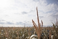 CobbsCornMaze019