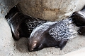 Zoo003