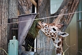 Zoo004