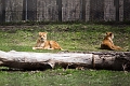 Zoo005