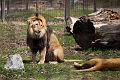 Zoo006