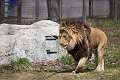 Zoo007