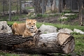 Zoo008