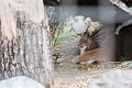 Zoo013