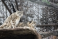 Zoo014