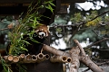 Zoo015