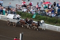 Stampede102_016
