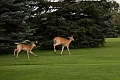 ASGGolf096
