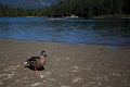 Whistler031