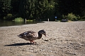 Whistler032