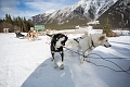DogSledding004