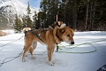DogSledding005