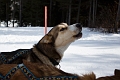 DogSledding007
