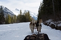 DogSledding009