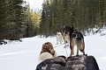 DogSledding014
