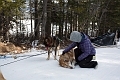 DogSledding015