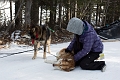 DogSledding016