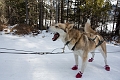 DogSledding017