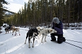 DogSledding020
