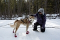 DogSledding022