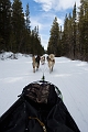 DogSledding028