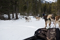 DogSledding037