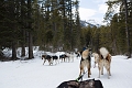 DogSledding038