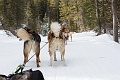 DogSledding039