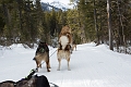 DogSledding040